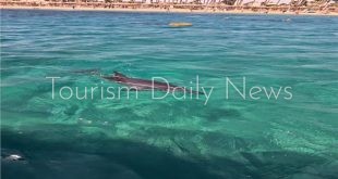 هيبكا لحماية البيئة تطلب فتح تحقيق في حادث نفوق دولفين بمياه البحر الأحمر