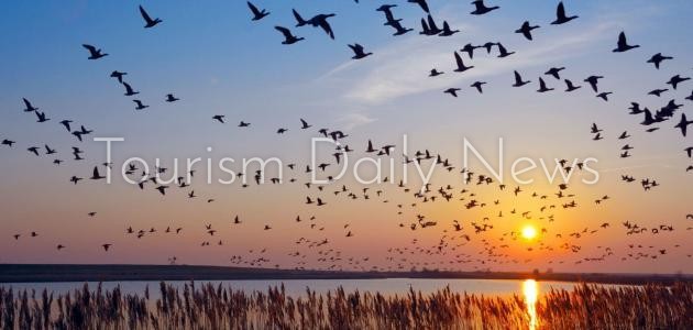 شرم الشيخ أولى الوجهات السياحية الخضراء تحل أزمة الطيور النافقة