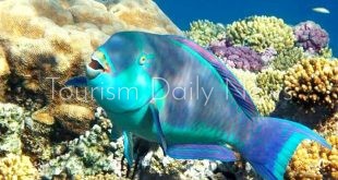 البحر الأحمر تشكل لجنة لحماية سمك أبو شراع وجرم البياض المهددة بالإنقراض