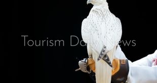 بيع أغلى صقر في المزاد الدولي لمزارع إنتاج الصقور بالرياض بـ 319 ألف دولار