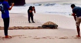 محمية رأس الجنز للسلاحف بولاية صور من أجمل المناطق والخضراء الأكثر شيوعًا