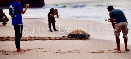 محمية رأس الجنز للسلاحف بولاية صور من أجمل المناطق والخضراء الأكثر شيوعًا