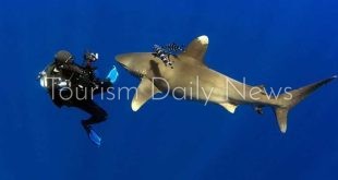 البيئة ترصد سلوكيات أسماك القرش في البحر الأحمر