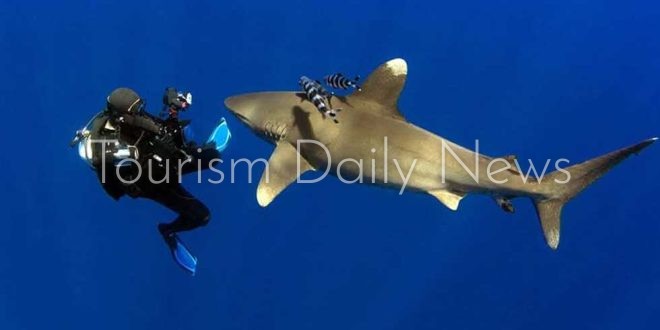 البيئة ترصد سلوكيات أسماك القرش في البحر الأحمر