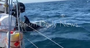 حيتان تهاجم يختاً سياحياً وتغرقه قبالة سواحل فونتي دا تيلها بالبرتغال