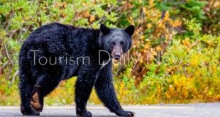 مصرع أمريكي متأثرًا بجروح خطيرة أصيب بها في هجوم دب أسود بولاية أركنساس