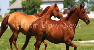 انطلاق مهرجان الشرقية للخيول العربية الأصيلة بمشاركة 5 دول