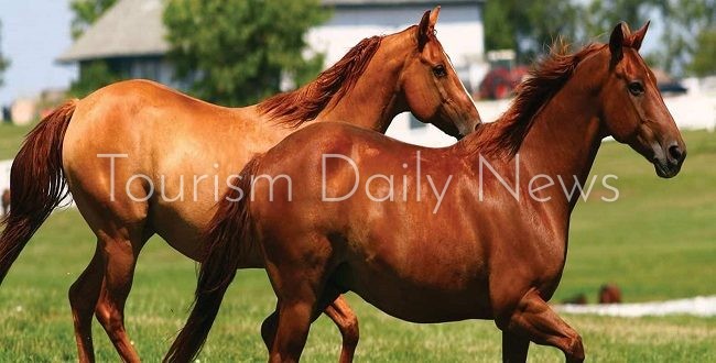 انطلاق مهرجان الشرقية للخيول العربية الأصيلة بمشاركة 5 دول