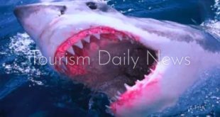 محكمة مصرية تقضي تعويض ورثة السائحة النمساوية ضحية سمكة القرش بمليون جنيه