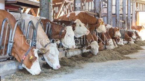 أمر قضائي لبناني لمواجهة انتشار مرض الحمى القلاعية بين الأبقار في لبنان