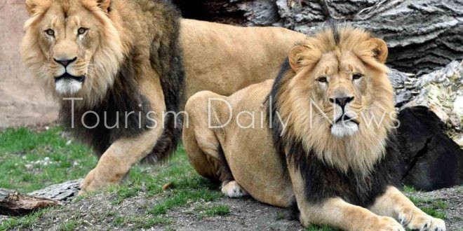 زوجة الأسد تفترس شاب برازيلي أمام أعين زوار حديقة حيوانات