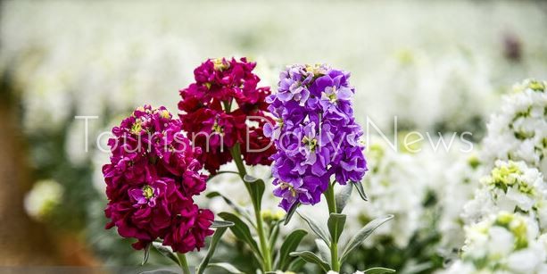 افتتاح سوق أصفهان للزهور والنباتات بعد توقف دام عقدين