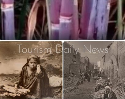 ذاكرة سياحية وتراثية على ضفاف النيل .. القصب الأحمر مشروع محمد علي للتحديث