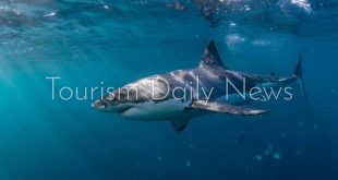 دراسة تكشف ملوثات وكوكايين وكافيين في عينات من أسماك القرش بجزر البهاما