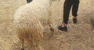 السلطات الجزائرية تخصص 8 نقاط بيع للأضاحي عبر بلديات العاصمة