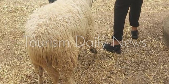 السلطات الجزائرية تخصص 8 نقاط بيع للأضاحي عبر بلديات العاصمة