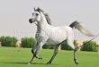 الخيل العربي
