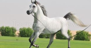 الخيل العربي