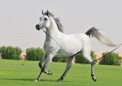 الخيل العربي
