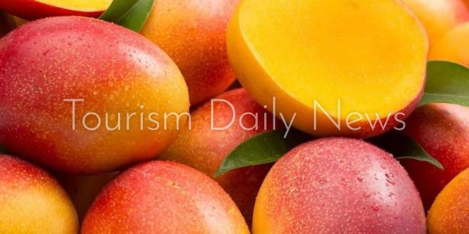 مهرجان المانجو يفتح بوابة جديدة للسياحة الزراعية والاستثمار في مصر