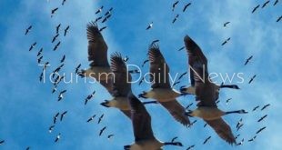 زجاج الفنادق يهدد الطيور فهل تتحول حماية الحياة البرية لمعيار سياحي جديد ؟