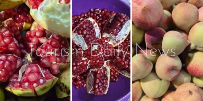 رمان الطائف .. من ذهب المزارع إلى بوابة جديدة للسياحة الزراعية