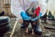 إنفلونزا الطيور تضرب الحياة البرية في أستراليا.. هل تتأثر السياحة البيئية؟