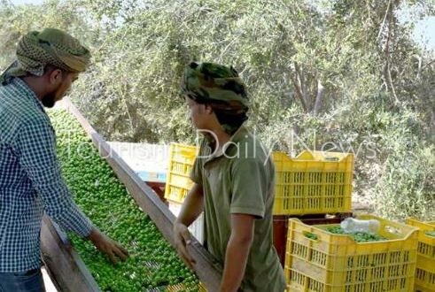 من حصاد الزيتون إلى جذب السائحين.. مطروح تبتكر منتجًا سياحيًا خارج الشواطئ