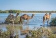 وادي الجمال كنز البحر الأحمر .. يراهن على السياحة البيئية وتجارب المغامرة