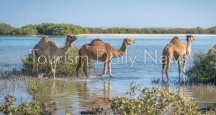 وادي الجمال كنز البحر الأحمر .. يراهن على السياحة البيئية وتجارب المغامرة