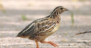 صيد السمان يفتح بابًا جديدًا للسياحة البيئية في بحيرة البردويل
