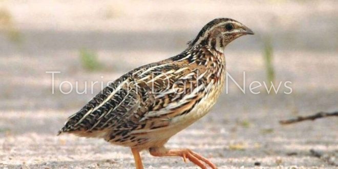 صيد السمان يفتح بابًا جديدًا للسياحة البيئية في بحيرة البردويل